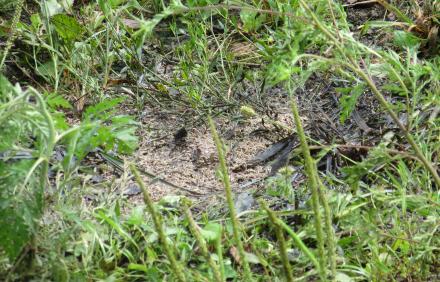 mrtvac_knezevic_kosa_01