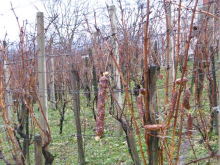 vincekovo_vivodina2